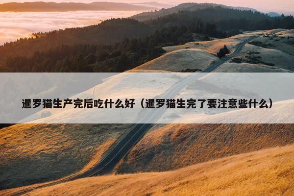 暹罗猫生产完后吃什么好（暹罗猫生完了要注意些什么）