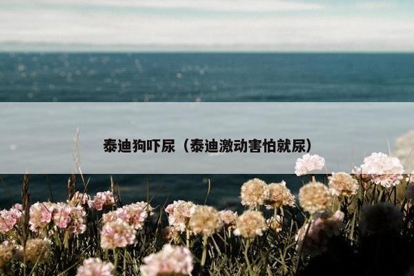 泰迪狗吓尿（泰迪激动害怕就尿）