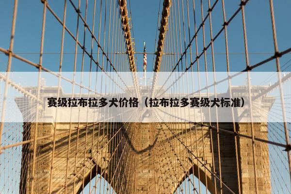 赛级拉布拉多犬价格（拉布拉多赛级犬标准）