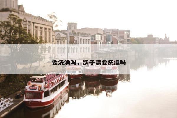 要洗澡吗，鸽子需要洗澡吗