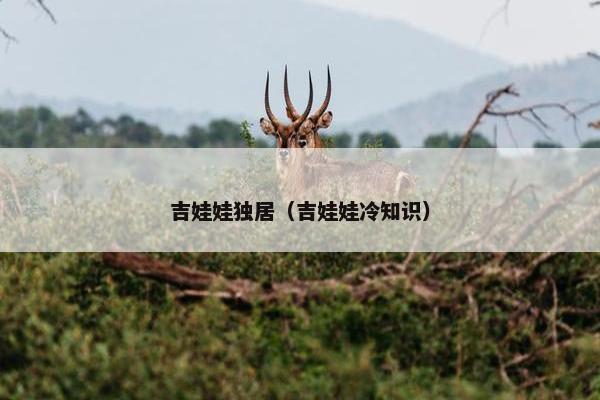 吉娃娃独居（吉娃娃冷知识）