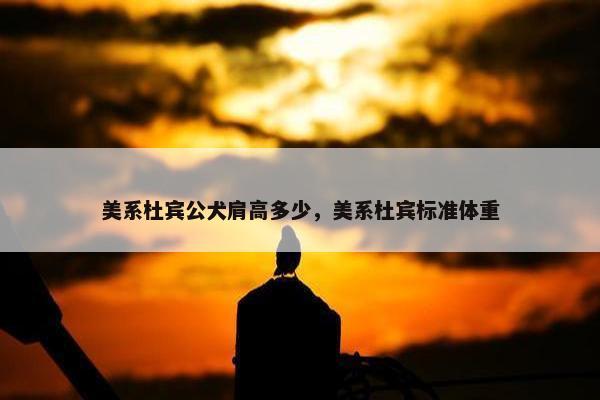 美系杜宾公犬肩高多少，美系杜宾标准体重