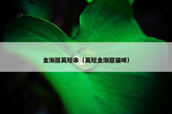 金渐层英短串（英短金渐层猫咪）