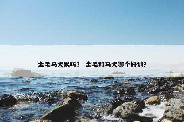 金毛马犬累吗？ 金毛和马犬哪个好训？