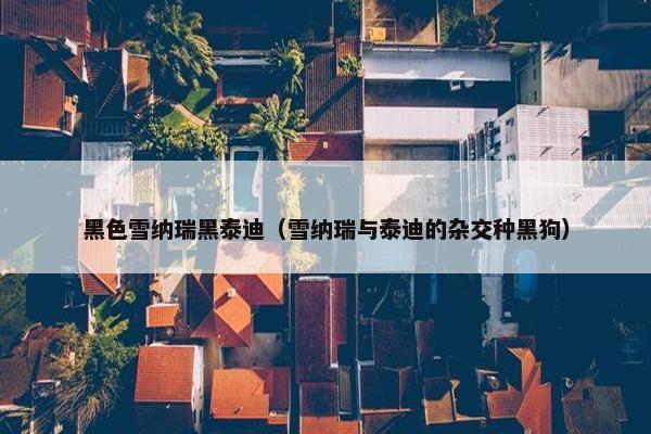黑色雪纳瑞黑泰迪（雪纳瑞与泰迪的杂交种黑狗）