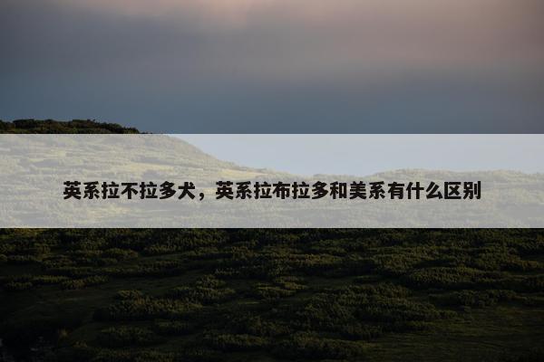 英系拉不拉多犬，英系拉布拉多和美系有什么区别