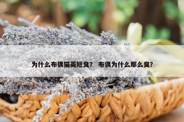 为什么布偶猫英短臭？ 布偶为什么那么臭？