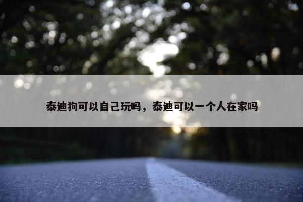 泰迪狗可以自己玩吗，泰迪可以一个人在家吗
