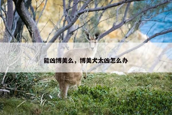 能凶博美么，博美犬太凶怎么办