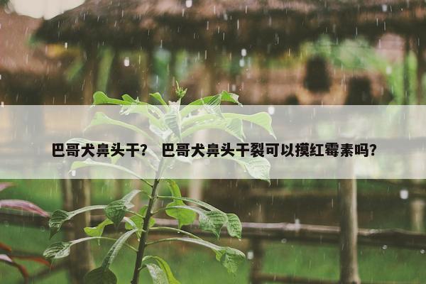 巴哥犬鼻头干？ 巴哥犬鼻头干裂可以摸红霉素吗？
