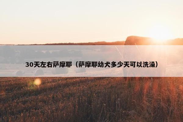 30天左右萨摩耶（萨摩耶幼犬多少天可以洗澡）