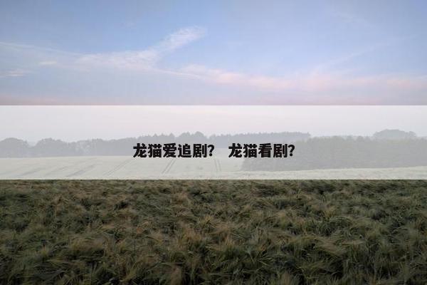 龙猫爱追剧？ 龙猫看剧？