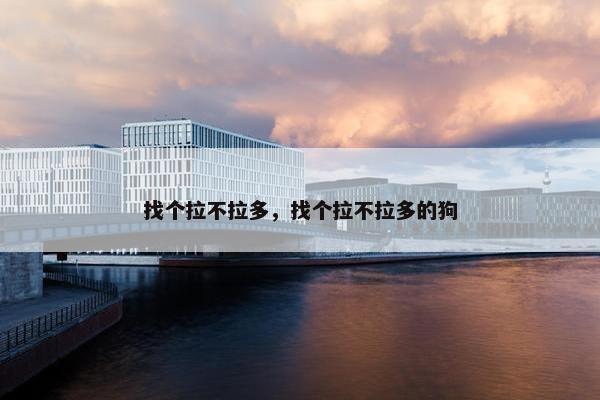 找个拉不拉多，找个拉不拉多的狗