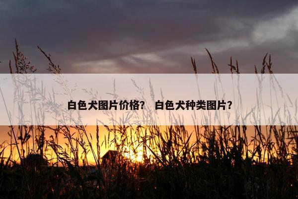 白色犬图片价格？ 白色犬种类图片？