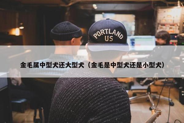 金毛属中型犬还大型犬（金毛是中型犬还是小型犬）