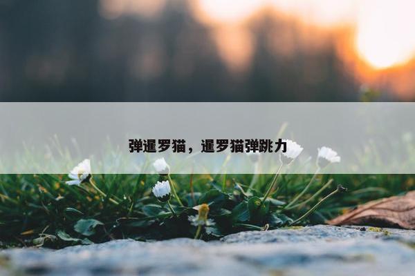 弹暹罗猫，暹罗猫弹跳力
