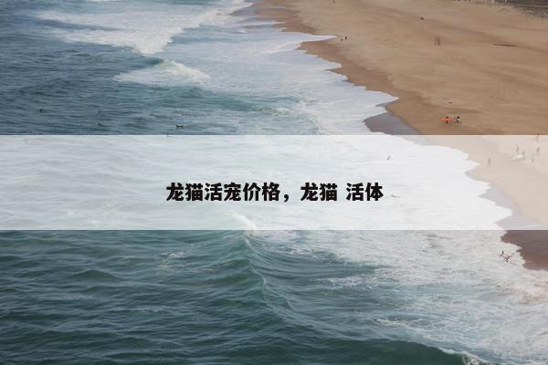 龙猫活宠价格，龙猫 活体
