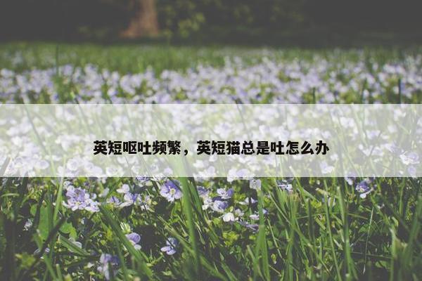 英短呕吐频繁，英短猫总是吐怎么办