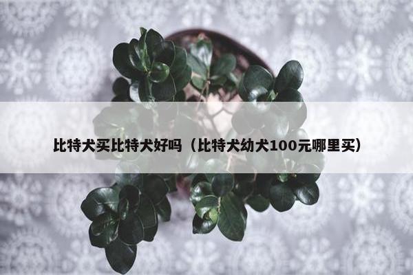 比特犬买比特犬好吗（比特犬幼犬100元哪里买）