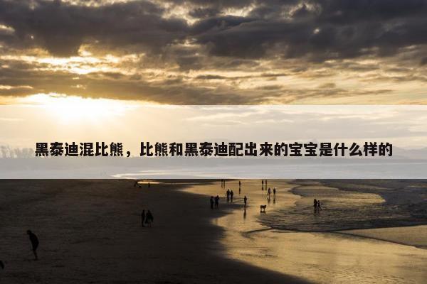 黑泰迪混比熊，比熊和黑泰迪配出来的宝宝是什么样的