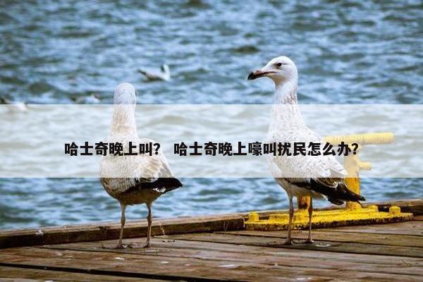 哈士奇晚上叫？ 哈士奇晚上嚎叫扰民怎么办？