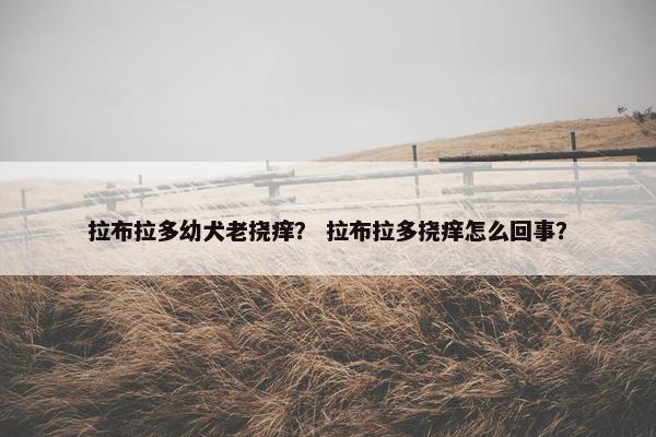 拉布拉多幼犬老挠痒？ 拉布拉多挠痒怎么回事？