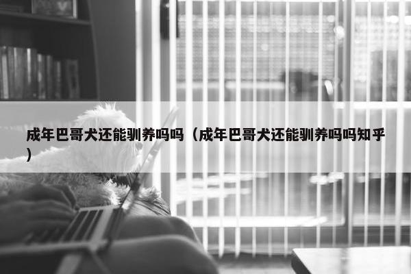 成年巴哥犬还能驯养吗吗（成年巴哥犬还能驯养吗吗知乎）