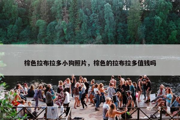 棕色拉布拉多小狗照片，棕色的拉布拉多值钱吗