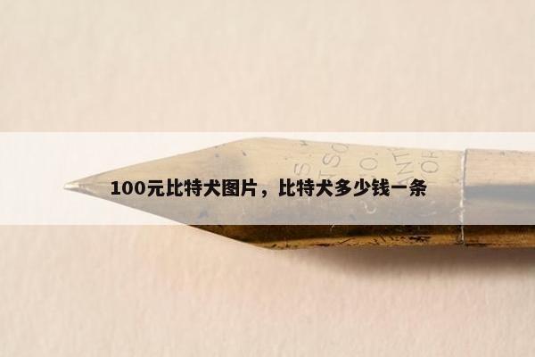 100元比特犬图片，比特犬多少钱一条
