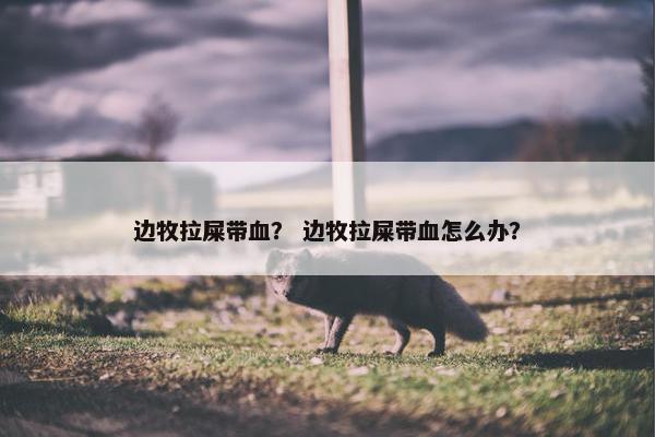 边牧拉屎带血？ 边牧拉屎带血怎么办？