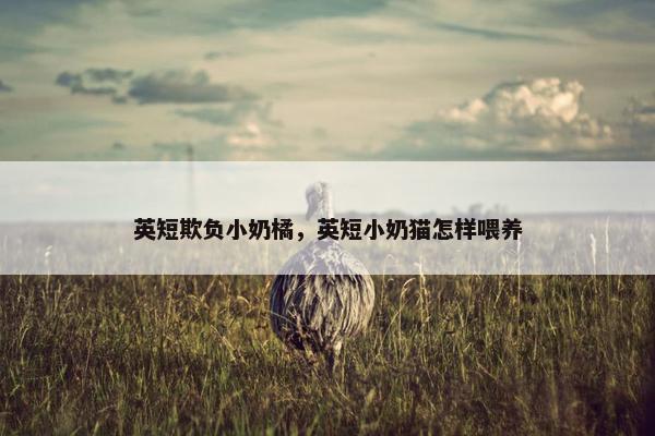 英短欺负小奶橘，英短小奶猫怎样喂养