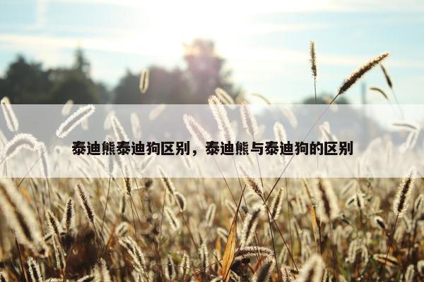 泰迪熊泰迪狗区别，泰迪熊与泰迪狗的区别