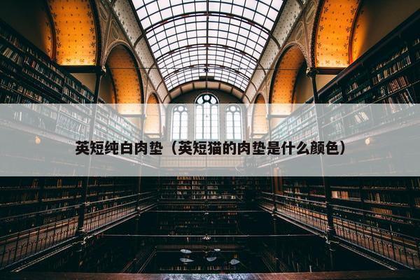 英短纯白肉垫（英短猫的肉垫是什么颜色）