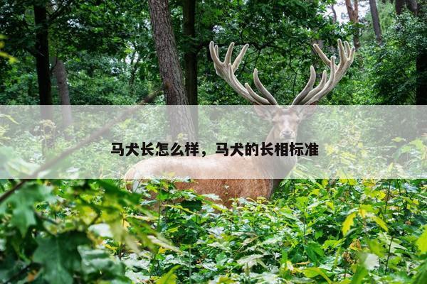 马犬长怎么样，马犬的长相标准