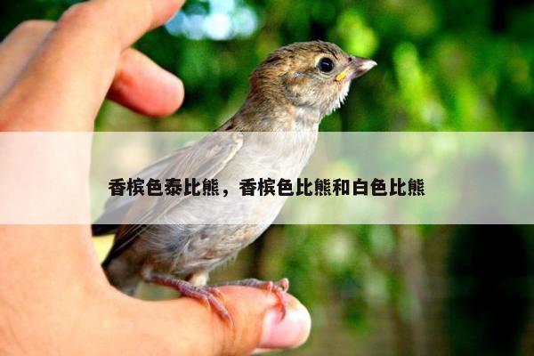 香槟色泰比熊，香槟色比熊和白色比熊