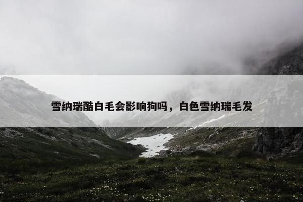 雪纳瑞酷白毛会影响狗吗，白色雪纳瑞毛发