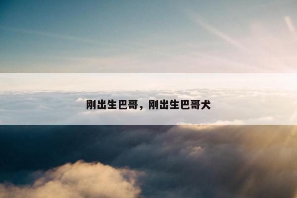 刚出生巴哥，刚出生巴哥犬