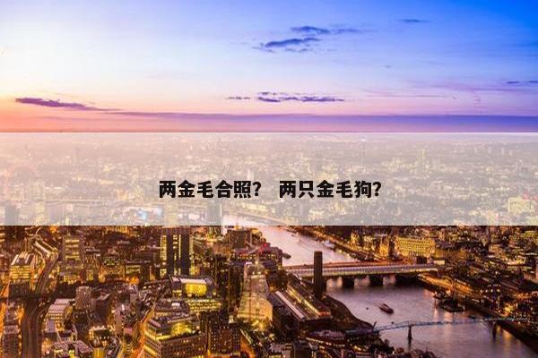 两金毛合照？ 两只金毛狗？