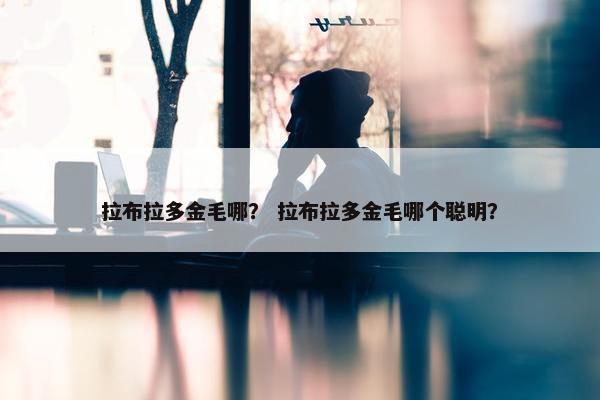 拉布拉多金毛哪？ 拉布拉多金毛哪个聪明？