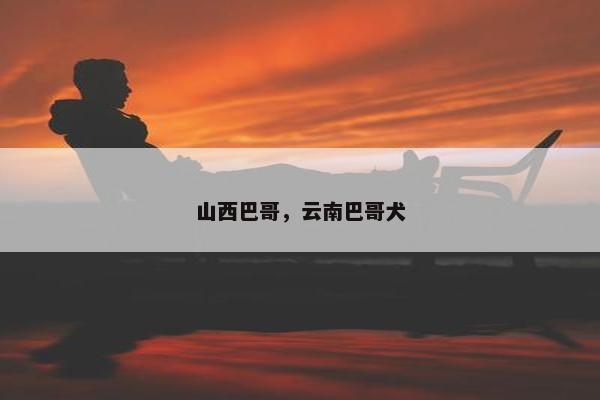 山西巴哥，云南巴哥犬