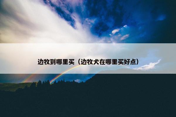 边牧到哪里买（边牧犬在哪里买好点）