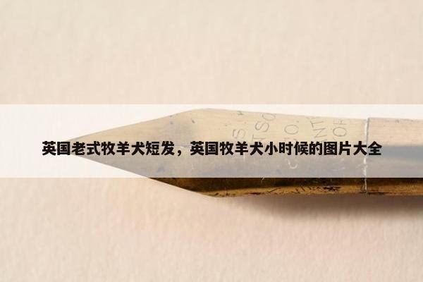 英国老式牧羊犬短发，英国牧羊犬小时候的图片大全