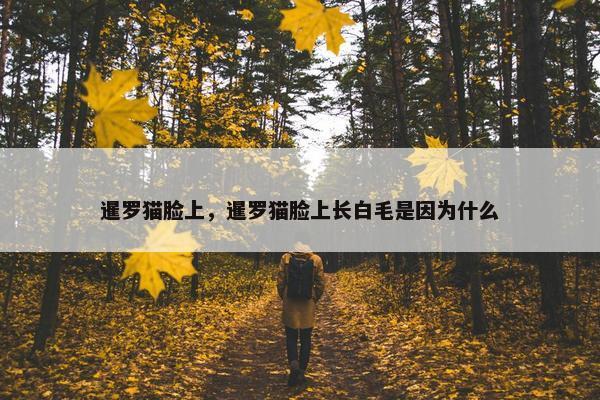 暹罗猫脸上，暹罗猫脸上长白毛是因为什么