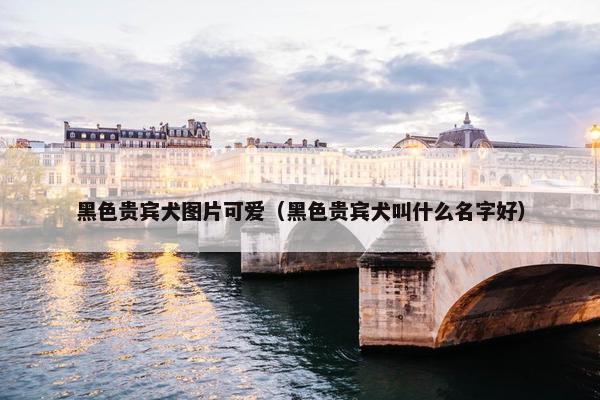 黑色贵宾犬图片可爱（黑色贵宾犬叫什么名字好）