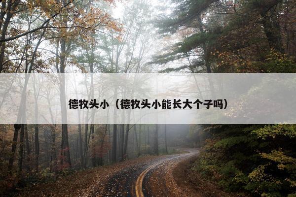 德牧头小（德牧头小能长大个子吗）