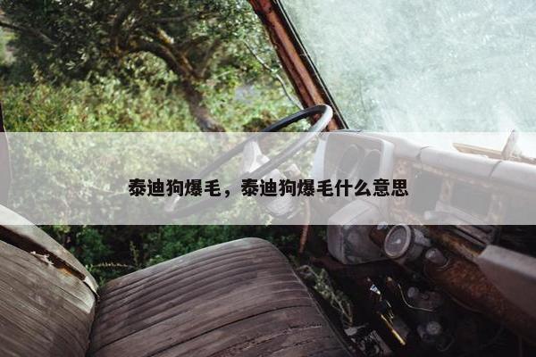 泰迪狗爆毛，泰迪狗爆毛什么意思