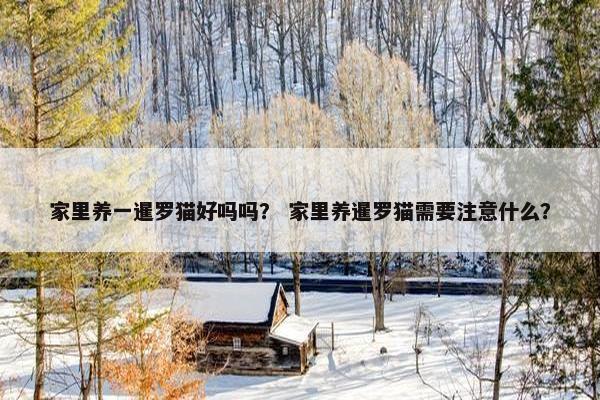 家里养一暹罗猫好吗吗？ 家里养暹罗猫需要注意什么？