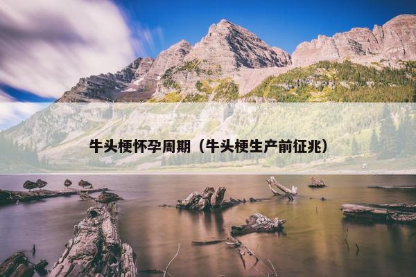 牛头梗怀孕周期（牛头梗生产前征兆）
