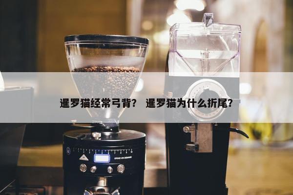暹罗猫经常弓背？ 暹罗猫为什么折尾？