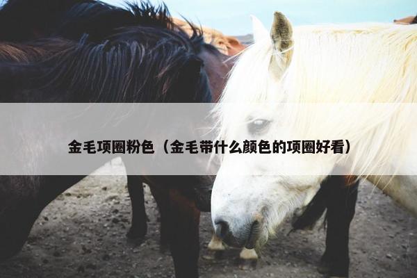 金毛项圈粉色（金毛带什么颜色的项圈好看）